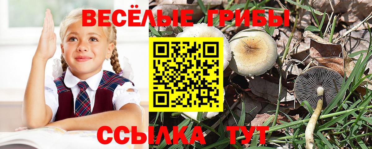 Псилоцибиновые грибы Psilocybine cubensis Сибай